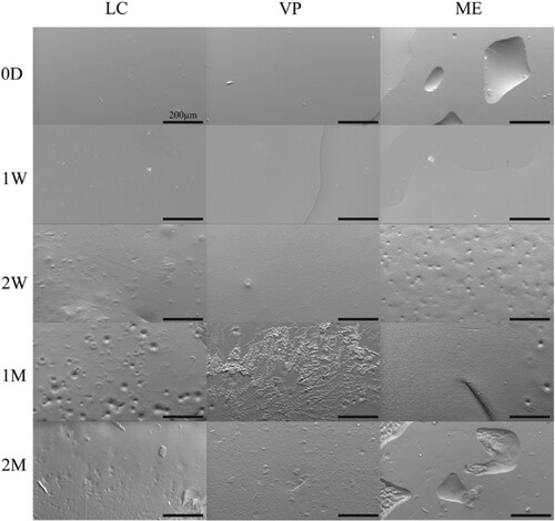 Figure 1. Representative SEM images of APGD samples subjected to hydrolytic degradation. Scale bar = 200 µm.