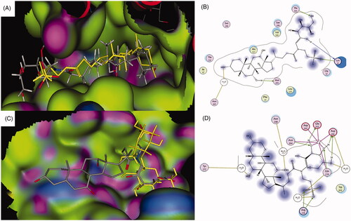 Figure 3. Docking pose of the galactosylated taurocholateconjugate bound to ASBT taurocholate (A, B) and ASGPR carbohydrate (C, D) binding sites. For color coding, see Figure 2.