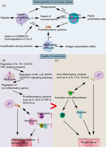 Figure 3 Functional heterogeneity and duality of monocytes in IBD. (A) Monocytes exhibit functional heterogeneity, with different subtypes displaying distinct functional characteristics. (B) The stimulation of various cytokine receptors, triggered by the underlying causes of IBD, activates downstream inflammatory signaling pathways, which increasing pro-inflammatory gene expression. This results in heightened inflammation and, through interactions with other immune cells, exacerbates intestinal damage. (C) Monocytes also produce anti-inflammatory cytokines during IBD, fostering immune regulatory interactions that aid in intestinal repair.