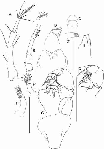 Figure 29. Pseudotanais elephas sp. nov., (a), antennule; (b), antenna, with (b’), distal antennal article; (c), labrum; (d), left mandible, with (d’), molar; (e), right mandible; (f), maxillule; (f’), maxillule endite, distal; (g), maxilliped; (g’), maxilliped palp; (h), labium. Scale lines = 0.1 mm