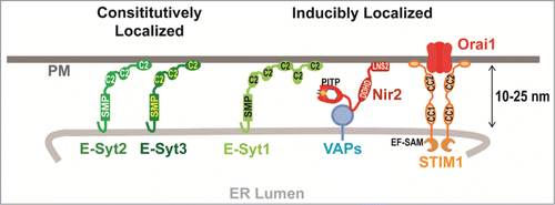 Figure 1. Proteins Localized to ER-PM Junctions. E-Syt2 and E-Syt3 are constitutively localized to ER-PM junctions and mediate ER-PM tethering. E-Syt1, the Nir2-VAPs complex, and the STIM1-Orai1 complex are inducibly localized to ER-PM junctions following stimulation. SMP, synaptotagmin-like-mitochondrial-lipid binding protein domain; PITP, phosphatidylinositol transfer protein; LNS2, Lipin/Ned1/Smp2 domain; EF-SAM, EF hand and sterile α motif; CC1 and CC2, coiled-coil domain.