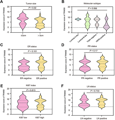 Figure 1 Associations between TRIM58 expression and clinicopathological characteristics of all patients. Associations between TRIM58 expression and tumor size (A), molecular subtype (B), ER status (C), PR status (D), Ki67 index (E), and LN status (F). The P values are calculated using the Mann–Whitney U-test.