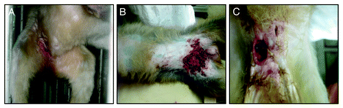 Figure 4. Skin ulcerations at the site of the injection in the immunized animals after challenge with Y. pestis 141. (A) Photo taken from the animal of the Y. pestis 201 group 8 d after challenge with virulent Y. pestis 141. (B) Photo taken from the animal of the Y. pestis 201 group 8 d after challenge with virulent Y. pestis 141. (C) Photo taken from the animals of the EV group 8 d after challenge with virulent Y. pestis 141.