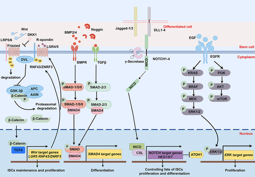 Figure 2. Essential signaling pathway regulating ISC fate. The principal Wnt, Notch, BMP, and EGF signaling cascades collectively regulate ISC behavior and homeostasis. Further details are provided in the main text. This figure was drawn using online Figdraw software (https://www.figdraw.com/#/).