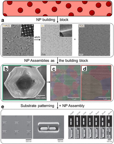 Figure 2. NPs into self-assembled materials. (a) TEM images showing the transformation of a binary NP superlattice composed of gold (Au) and iron oxide (Fe3O4) NPs into non-close packed superlattices by selectively removing/etching one of the two NP components. Inset scale bars are 5 nm (Udayabhaskararao et al., Citation2017). (b) SEM image showing the surface morphology of a NP supercrystal stabilized by H-bonding interactions. Upon sintering into a macroscopic material, exceptional control can be gained over the grain size of the crystallites (c, d). Each crystalline grain is colored differently (Santos et al., Citation2021). (e) SEM images showing the formation of Au nanorod (NR) dimers assembled using pre-defined cavities on a substrate. The SEM images on the right show the deterministic variation of interparticle distance between NR dimers (Flauraud et al., Citation2017).
