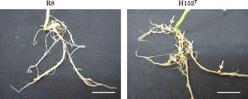 Fig. 5. Nodule forming activity.Notes: Nodules were observed on the root of P. vulgaris inoculated by H152T but not by R8. Arrows indicate nodules. Size bar indicates 2 cm. Experiments were performed in triplicates.