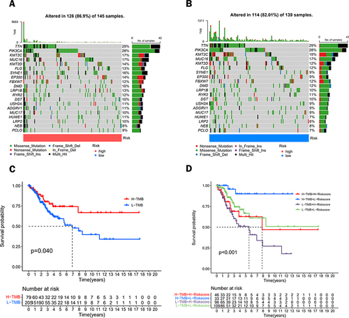 Figure 8 Analysis of tumor mutations between different risk groups. Waterfall plots of the top 20 most commonly mutated genes in the high-risk group (A) and low-risk group (B). (C) Survival analysis of CC patients between the high TMB group and low TMB group. (D) Survival analysis of patients with TMB combined with a risk score.