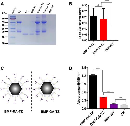 Figure 2 Glutaraldehyde (GA) and RA complexes with TZ/BMP (BMP-GA-TZ, BMP-RA-TZ). (A) SDS-PAGE analysis showing presence of TZ on BMP-RA-TZ and BMP-GA-TZ surfaces. (B) TZ quantities, detected by enhanced BCA protein assay kit, similar for BMP-RA-TZ and BMP-GA-TZ (n=3). (C) Orientation of TZ (schematic) on BMP-RA-TZ and BMP-GA-TZ. (D) ELISA analysis of HER2-binding capacity of BMP-RA-TZ and BMP-GA-TZ (n=3), CK: no BMPs added. ***P <0.001; ****P <0.0001.