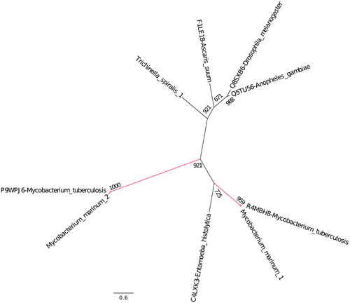 Figure 3. Evolutionary relationship of the β-CAs from M. marinum and M. tuberculosis. The phylogenetic analysis of all three β-CAs from both bacterial species showed that the β-CA sequences are evolutionarily closely related.