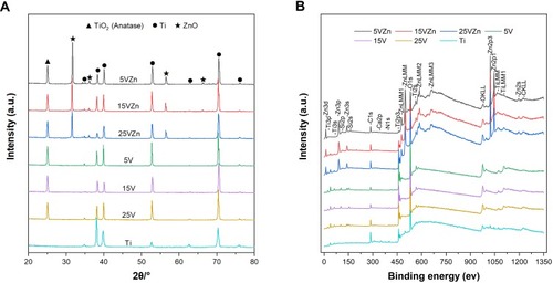 Figure 3 Surface chemical composition analyses by XRD (A) and XPS (B).Abbreviations: XRD, X-ray diffraction; XPS, X-ray photoelectron spectroscopy.