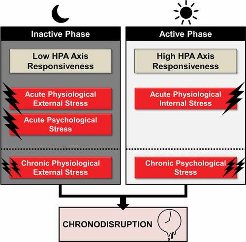 Figure 3. Acute and chronic time-of-day dependent effects of stress on circadian rhythmicity