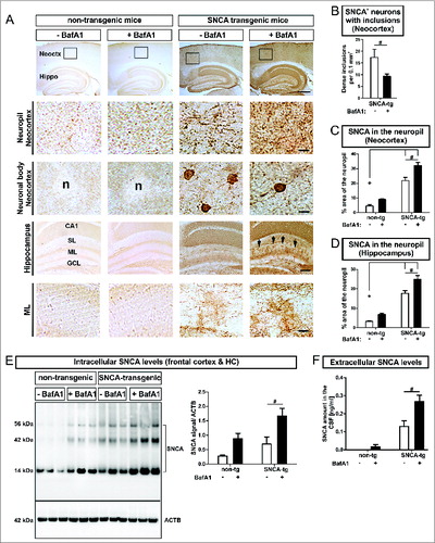 Figure 6 (See previous page). Modulation of intracellular and extracellular SNCA in transgenic mice, by BafA1. (A) Immunohistochemistry of transgenic mice overexpressing human SNCA under the control of the PDGFB-promoter (SNCA-tg) and nontransgenic mice (non-tg) using an antibody recognizing human and mouse SNCA. Transgenic mice display SNCA+ inclusions in neuronal bodies and in the neuropil of the neocortex (Neoctx) compared to non-tg mice. BafA1 has been applied systemically by daily intraperitoneal injection of 0.3 mg/kg or vehicle (saline) for 5 consecutive days. The inset indicates the representative region of neocortex depicted in the 2nd and in the 3rd row. Scale bar 200 μm. Transgenic mice display SNCA immunoreactivity in the molecular layer (ML) of the hippocampus (Hippo) indicated by black arrows. Scale bar 50 μm. CA1: cornu ammonis field1; SL: stratum lacunosum (B) BafA1 treatment of SNCA-tg mice diminishes the number of neurons bearing SNCA+ inclusions within the neocortex compared to vehicle-treated SNCA-tg mice. (C) Quantification of the percentage of the neocortical neuropil area that shows SNCA immunoreactivity in SNCA-tg mice after BafA1 treatment. (D) Percentage of the neuropil area in the hippocampal ML that displays SNCA immunoreactivity in SNCA-tg mice after BafA1 treatment. (E) Left: Representative western blots of protein lysates probed for endogenous mouse and human SNCA depict monomeric (14 kDa) and oligomeric species (42 and 56 kDa). ACTB serves as loading control (42 kDa). Right: Western blot quantification of SNCA expression levels in BafA1-treated transgenic mice overexpressing human SNCA and normalized to ACTB (n = 3 animals per group). (F) Extracellular SNCA levels in the CSF of transgenic mice overexpressing SNCA measured by ELISA. All values are mean + s.e.m. Differences are significant at (#) P < 0.05.