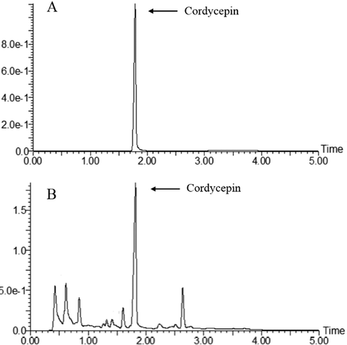 Figure 1. Ultra performance liquid chromatography (UPLC) analysis of Cordyceps militaris (C. militaris) aqueous extract. (A) cordycepin standard; (B) extract of C. militaris.