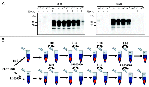 Figure 1. Experimental design. (A) Serial 10-fold dilutions of v586 and SS21 were subjected to a single round of PMCA, PK digested and analyzed by western blotting with antibody SAF84. The amplification rate was derived from the last positive dilution yielding high PrPres signal, and was ∼107 for v586 and ∼105 for SS21. In the firsts three lanes of each blot were loaded the dilutions 10−2, 10−3, and 10−4 of the inoculum not subjected to PMCA. These values were used to set up our experimental design. (B) PMCA experiments using normal brain homogenates (in blue) as substrate were seeded with brain homogenates from terminally affected voles (in red), and serially propagated through successive PMCA rounds by using two parallel experimental regimens: high PrPSc/PrPC seeding (upper panel), in which prions were continuously passaged by 1:10 dilution; low PrPSc/PrPC seeding (lower panel) which starts from an highly diluted seed and then is propagated by alternating bottleneck passages and large population passages in order to recover the population size.