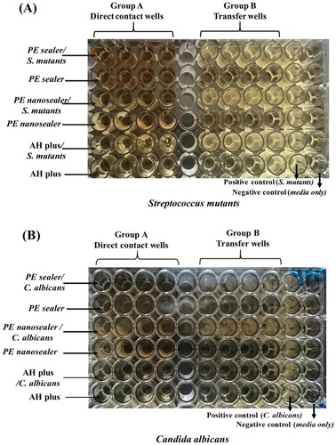 Figure 1 Direct contact test of PE sealer, PE nanosealer and AH plus on (A) Streptococcus mutans and (B) Candida albicans with positive microbial growth and negative control; media only.