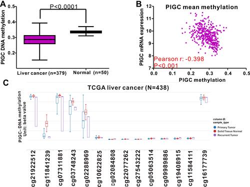 Figure 5 Relationship between PIGC methylation and PIGC mRNA expression in liver cancer. (A) Levels of PIGC DNA methylation are lower in cancerous liver tissues (N=379) compared with that in normal liver tissues (N=50). (B) A negative correlation (r=−0.398, P<0.0001) is observed between PIGC DNA methylation and PIGC mRNA expression. (C) Distribution of 14 PIGC DNA CpG sites in liver cancer and normal tissues.