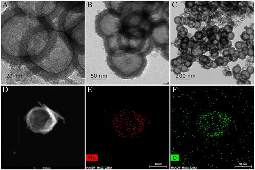 Figure 2. (A–C) TEM images of H-MnO2-SRF-APT (D–F) HAADF-STEM image and elemental mapping for H-MnO2-SRF-APT.