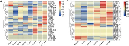 Figure 5. Expression profile analysis of CsPLCP genes. (A) Huanglongbing samples; (B) Citrus bacterial canker disease samples.