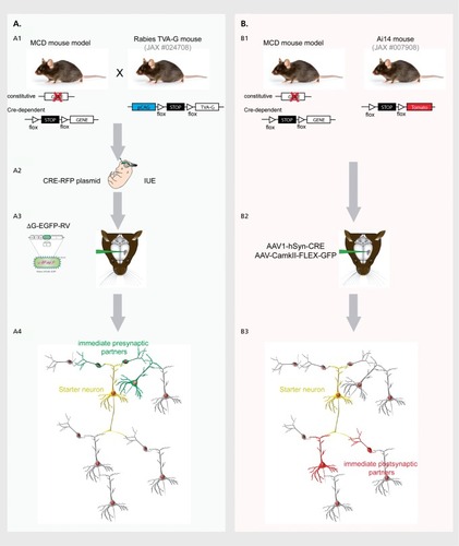 Figure 2. (Opposite). Novel approaches for measuring input-output connectivity. (A) Input connectivity with the rabies monsynaptic approach.Citation69 A1) MCD mouse models are crossed with the rabies TVA-G mouse line, which expresses the avian EnvA receptor TVA as well as the rabies virus glycoprotein G necessary for rabies retrograde transport downstream of a floxed stop cassette. A2) In utero electroporation of a Cre-RFP plasmid labels cortical neurons of interest (depending on the mouse age at electroporation) in red and makes them starter cells, responsive to the modified rabies virus coated with the EnvA ligand. A3) In postnatal mice, stereotaxic injection of the modified rabies virus expressing GFP (DG-EGFP-RV) determines the infection of red starter cells only, which thus express both GFP and RFP and appear as yellow. A4) Since starter cells express protein G, the rabies virus can retrogradely pass one synapse and thus label immediate presynaptic partners of the starter cells in green. (B) Output connectivity with anterograde AAV-hSyn-Cre serotype-1.Citation70 This virus has intrinsic anterograde properties so that it induces Tomato expression exclusively in direct post-synaptic partners of infected neurons. B1) MCD mouse models are crossed with the Ai14 reporter line. B2) In postnatal mice, minute amounts of AAV1-hSyn-CRE virus are co-injected with the Cre-dependent AAV-CAG-FLEX-GFP in the cortical region of interest. B3) Cre-recombined, starter cells turn red (because Cre removes the stop cassette in Ai14 locus) and green (because Cre removes stop cassette in co-injected AAV-CAG-FLEX-GFP). Immediate postsynaptic partners receive AAV1-hSyn-CRE by anterograde transport and thus express tomato only.