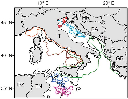 Figure 3. Examples of variable movements in juvenile loggerheads in the Mediterranean. Turtles released from southwestern Italy performed long-distance erratic movements over large oceanic areas (brown, orange and green tracks; Hochscheid et al. Citation2010). Conversely, turtles released from the Tunisian (fuchsia and dark blue; Casale et al. Citation2012b) and Adriatic shelves (red and light blue; Casale et al. Citation2012a) displayed convoluted movement over more restricted areas. Release sites are indicated by open circles. The 200 m isobath is shown. AL, Albania; BA, Bosnia and Herzegovina; DZ, Algeria; GR, Greece; HR, Croatia; IT, Italy; ME, Montenegro; SI, Slovenia; TN, Tunisia. (Note: the colour version of this Figure is available only in the online edition of this journal).