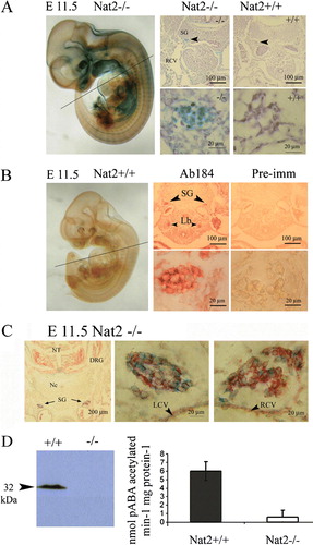 Figure 2.  Nat2 protein distribution and enzymatic activity at embryonic day 11.5. (A) Nat2−/ −  embryo at e 11.5, x-gal stained and prepared as whole mount. Panels show x-gal stain in transverse sections at the level of the heart (plane indicated on whole-mount preparation) in Nat2−/ −  and Nat2+/ +  siblings; blue x-gal staining in the sympathetic ganglia of Nat2−/ −  embryos, viewed also under high magnification, indicates Nat2 gene expression. (B) Whole-mount preparation of x-gal stained Nat2+/ +  sibling illustrating the low level of endogenous β-galactosidase. Panels show transverse sections through a Nat2+/ +  embryo at the level of the heart, as indicated on the whole-mount preparation. Sections were probed with mouse Nat2-specific polyclonal antibody 184 (Ab184) (Stanley et al. Citation1998) or preimmune serum (Pre-imm) as indicated and visualized using alkaline phosphatase (AP)-conjugated fast red. Red stain viewed also under high magnification indicates the presence of Nat2 protein. SG, sympathetic ganglia; RCV, right cardinal vein; Lb, lung bud. (C) Transverse section through a Nat2−/ −  embryo fixed and stained with x-gal (blue) to reveal Nat2 expression and subsequently treated with a monoclonal antibody to neurofilament, visualized with AP-conjugated fast red to distinguish neuronal (red) from glial cells. Centre and right panels are high magnification views of the sympathetic chain on the left and right side of the embryo indicated with black arrows (left panel). (D) Western blot of homogenates of e11.5 Nat2+/ +  and Nat2−/ −  embryos testing for the presence of Nat2 protein in Nat2+/ +  and Nat2−/ −  embryos (n=6 per genotype). In vitro acetylation assays using Nat2-specific substrate para-aminobenzoic acid (pABA) and acetyl coenzymeA, assaying Nat2-dependent acetylating activity in homogenates of e 11.5 Nat2+/ +  and Nat2−/ −  embryos (n>6 per genotype for each of two independent experiments). Tissues from Nat2+/ +  and Nat2−/ −  embryos show a significant difference in pABA-specific acetylation activity (p=0.03). NT, neural tube; Nc, notochord; DRG, dorsal root ganglion; SG, sympathetic ganglion; LCV, left cardinal vein; RCV, right cardinal vein. Colour available online.