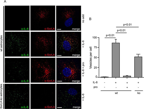 FIG 2 Uptake of IL-6 in astrocytes is inhibited by SorLA propeptide. (A) Astrocytes isolated from wt and SorLA ko mice were incubated (37°C, 30 min) in unsupplemented medium or in medium supplemented with 125 nM IL-6 with or without 20 μM SorLA propeptide. The cells were then washed prior to fixation and permeabilization before staining with goat anti-IL-6 and mouse anti-SorLA antibodies and the proper secondary antibodies. (B) Histogram showing the average number of IL-6 containing vesicles per cell as determined by automated counting in 15 randomly selected astrocytes. Each column represents mean value, and bars indicate the SEM. The data were evaluated using one-way ANOVA, and post hoc analysis was carried out using Tukey's test. Scale bars, 10 μm.