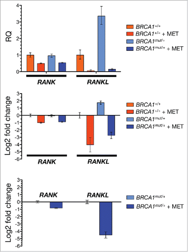 Figure 1. Metformin inhibits RANKL gene expression in breast epithelial cells. Total RNA from untreated and metformin-treated (5 mmol/L; 48 h) BRCA1+/+ and BRCA1mut/+ MCF10A isogenic cell pairs was evaluated in technical triplicates for the abundance of RANK (TNFRSF11A, Hs00921372_m1) and RANKL (TNFSF11, Hs00243522_m1) relative to housekeeping genes GADPH (Hs99999905_m1) and 18S (Hs99999901_s1). The transcript abundance was calculated using the delta Ct method and presented as relative quantification (RQ) or log2 fold-change, as specified. MET, Metformin.