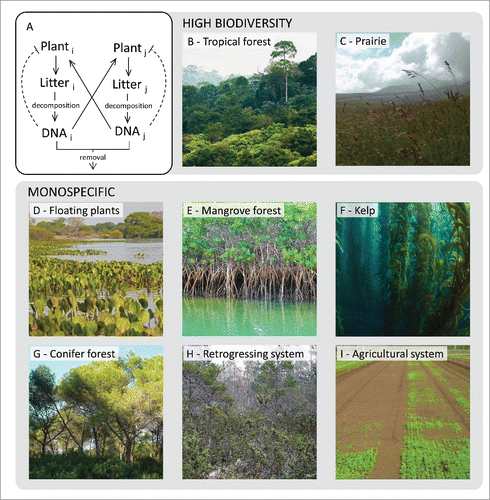 Figure 2. Ecological consequences of plant soil negative feedback mediated by self-DNA. (A) Diagram of the dynamics of DNA release in soil (solid lines) and species specific inhibitory effects (dashed lines). (B-C) Examples of high biodiversity ecosystems where the accumulation of exDNA from litter decomposition favors species coexistence. D-I) Examples of monospecific ecosystems: the occurrence of monodominance can be ascribed to the removal of self-DNA by either water (D-F) or fast degradation due to either acidic soil conditions or burning (G); the absence of competing species coupled with self-DNA accumulation leads to a decrease in the fitness of both natural (H) and agricultural (I) systems. Authors of the images can be found in the acknowledgments section.