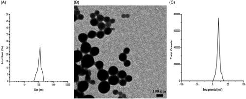 Figure 1. Characterization of CS NPs. (A) DLS analysis of the obtained CS NPs. (B) TEM image of the obtained CS NPs. (C) Zeta potential of the CS NPs.