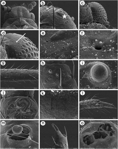Figure 7. SEM of general morphological characters of alatoid nymph of S. yushanensis: (a) head, (b) dorsal side of pedicel with campaniform sensillum (star), (c) compound eye with larger dorsal edge and triommatidium, (d) dorsal area of eye cuticle with small openings (arrow), (e, f) ultrastructure of the possible ampulla sensilla, (g) trichoid sensilla of ANT III, (h) small multiporous placoid sensilla (secondary rhinaria) on ANT IV, (i) ultrastructure of the secondary rhinarium, (j) big multiporous placoid sensillum (primary rhinarium) on ANT V, (k) ultrastructure of porous membrane of the sensillum, (l) ANT VI sensilla, (m) ultrastructure of small multiporous placoid sensillum on ANT VI, (n) ultrastructure of type II trichoid sensilla on the tip of PT, (o) ultrastrusture of sunken coeloconic sensilla.