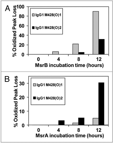 Figure 9 Effect of MsrB (A) and MsrA (B) incubation on M428(O)1 and M428(O)2 from a 2 hour 0.3 M H2O2 treated IgG1 sample. MsrBA resulted in >95% loss of M428(O)1 and M428(O)2 in IgG1 after 8 hour incubation (Fig. 8A).