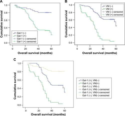 Figure 4 OS rate of patients. (A) The OS rate of patients relative to Gal-1 expression status in GC tissue samples. Gal-1 overexpression was significantly associated with poor survival (P < 0.01). (B) The OS rate of patients relative to VM status in GC tissue samples. The presence of VM was significantly associated with poor survival (P < 0.01). (C) The OS rates of groups with Gal-1-negative and VM-negative primary GC tissue, Gal-1-positive but VM-negative primary GC tissue, and Gal-1-positive and VM-positive primary GC tissue. Both Gal-1 overexpression and presence of VM were significantly associated with poor survival (P < 0.01).