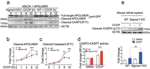 Figure 13. Sigmar1 knockout exacerbates CCCP-induced apoptosis in mouse retinal explants and NSC34 cells.(a, b, and c) Western blot and quantification of APOLINER and CASP3 processing in NSC34 cells. sigmar1 KO and WT cells were transfected with APOLINER for 36h and then exposed to CCCP for indicated hours. (d) CASP3 and CASP7 activity in WT and KO NSC34 cells treated with vehicle or CCCP for 12h. (e) Western blot and quantification of cleaved CASP3 in WT and KO mouse retinal explants 24h after vehicle or CCCP treatment. **p < 0.01, ***p < 0.001 by student's t-test; mean ± SD; n = 3 independent experiments. Fold change was calculated vs WT without CCCP.