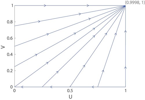 Figure 6. Trajectories for (Equation11(11) dUdt=(b(1−ε−U)V−εa)U,(11) ) and (Equation12(12) dVdt=bUV(1−V).(12) ) using parameters from Table 1, including ε=0.0001. Nearly all trajectories approach the stable node at (U,V)=(0.9998,1). The population U is the proportion of females with lifelong fertility as opposed to old-age infertility, and V is the proportion of males who are unfussy and will mate with females of any age as opposed to fussy males who only mate young females.