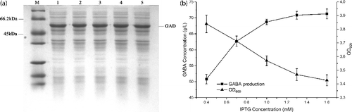Figure 3. Effect of IPTG concentrations on GAD expression and GABA production. (a) SDS-PAGE analysis of GAD expression under different IPTG concentrations. M represents molecular weight markers; 1–5 represents supernatants of the cell lysate from different IPTG concentrations (0.4, 0.7, 1.0, 1.3 and 1.6 mmol l−1). (b) GABA production of whole-cell bioconversion (square) within 3 h and cell density (triangle) from different IPTG concentrations. The cells induced by different IPTG concentrations were applied as the catalysts for whole-cell bioconversion using 1 M L-Glu solution as the substrate at 45 °C. Data are presented as the mean ± SD values from three independent experiments.