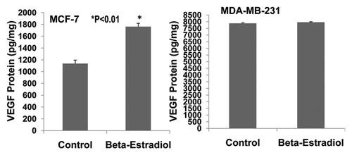Figure 7 Effects of 17β-estradiol on the expression of VEGF protein in cultured ER-positive (MCF-7) and ER-negative (MDA-MB-231) human breast cancer cells. ELISA assay showed that 17 β-estradiol (5 nmol/L) significantly increased VEGF expression in cultured ER-positive (MCF-7) human breast cancer cells (1,762 ± 56 vs. 1,136 ± 58 pg/mg; p < 0.01; n = 8) compared to the control group, but not in ER-negative (MDA-MB-231) human breast cancer cells.