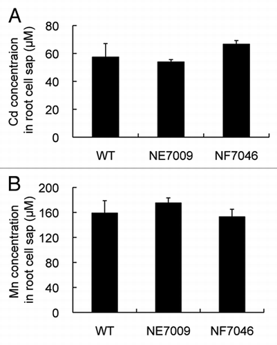 Figure 2 Effect of Nrat1 knockout on transport of Cd and Mn in rice roots. (A and B) Concentration of Cd (A) and Mn (B) in the root cell sap of wild-type rice and two knockout lines of Nrat1 (NE 7009 and NF7046). The roots were exposed to a 0.5 mM CaCl2 solution (pH 4.5) containing 30 µM Cd or 30 µM Mn for eight hours. The concentration of Cd and Mn in the cell sap of root tips (0–1 cm) was determined by atomic absorption spectrophotometer. Data are means ± SD of three biological replicates.