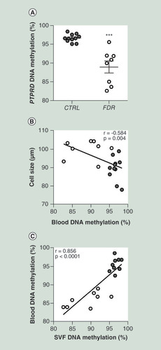 Figure 6. PTPRD DNA methylation in peripheral blood leukocytes from first-degree relative and CTRL subjects. (A) BS analysis of PTPRD DMR in PBL from FDR (nÂ =Â 8) and CTRL (nÂ =Â 11) subjects available from the study group. Data points represent DNA methylation percentage at the PTPRD-associated DMR. Mean valuesÂ Â±Â SD are also shown. ***p<0.001 in a two-tailed Mann“Whitney U-test. Correlation between PBL PTPRD DNA methylation and adipose cell size in FDR (nÂ =Â 8) and CTRL (nÂ =Â 11) (B) or SVF PTPRD.Â DNA methylation in FDR (nÂ =Â 8) and CTRL (nÂ =Â 9) subjects (C)r correlation coefficient and p values are indicated on the graph.BS: Bisulphite sequencing; CTRL: Control; DMR: Differentially methylated region; FDR: First-degree relatives; PBL: Peripheral blood leukocytes; SD: Standard deviation; SVF: Stromal vascular fraction cells.