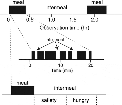 Figure 1. Schematic diagram of feeding cycle of lepidopteran species. Black bars indicate feeding periods during observation. Insects repeat meal and intermeal periods. Meal is generated by eating time and intrameal quiescent period. The time from the previous meal is a useful index to evaluate feeding states between satiety and hungry.