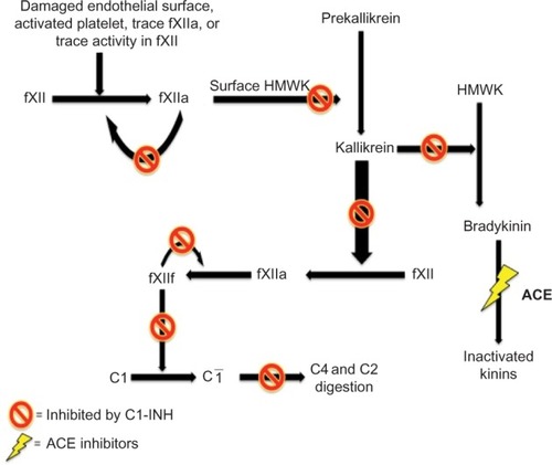 Figure 1 The pathophysiology of bradykinin formation via the contact pathway.