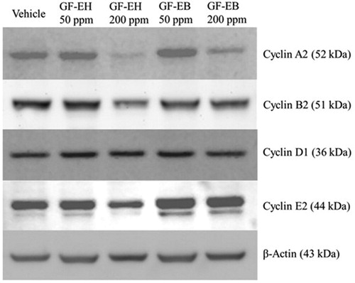 Figure 4. Effect of G. formosanum extracts on cyclin protein expression in DU145 cells. DU145 cells were treated or not with G. formosanum extracts 200 ppm for 48 h. The expression levels of cyclins are presented with β-actin as control.