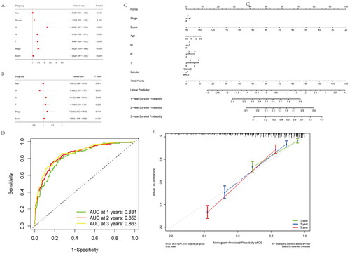 Figure 5. Construction and calibration of nomogram for prognostic prediction in NSCLC patients base on inflammatory-related gene signature. (A,B) Univariate and multivariate analysis on the risk score in NSCLC patients. (C) Nomogram based on the inflammatory-related gene signature NSCLC patients. (D) ROC curve of the Nomogram for 1, 3 and 5 years overall survival in the validation cohort in NSCLC patients. (E) Calibration curve of the nomogram at 1 year, 3 years and 5 years.