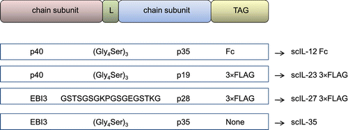 Figure 2 General architecture of constructs encoding for engineered single-chain cytokines of the IL-12 family.Schematic diagrams of the DNA constructs for single-chain IL-12, IL-23, IL-27, and IL-35 fusion proteins are reported, showing that the β chain (p40 and EBI3 subunits) and the α chain (p35, p19 and p28 subunits) can be sequentially and genetically fused with a DNA linker (L). Resulting constructs can be further fused with an appropriate tag sequence (mainly consisting of Fc of IgG and 3×FLAG).