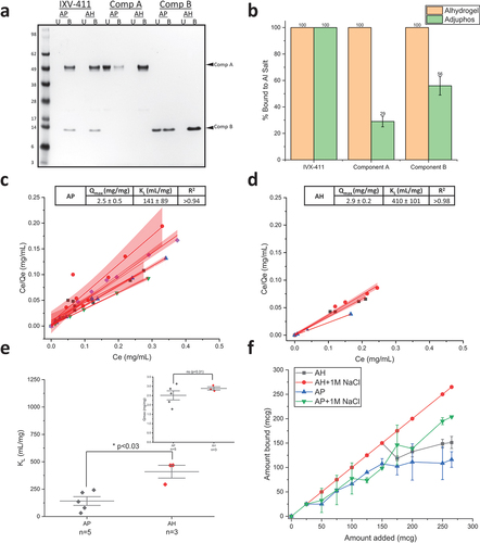 Figure 3. IVX-411 binds to both Alhydrogel (AH) and Adjuphos (AP) while the individual components bind completely to AH and partially to AP. (a) Representative reducing SDS-PAGE of binding of each component and the assembled VLP to AH and AP (U = unbound; B = bound). (b) The percentage of each component that is bound to either AH or AP was determined by gel densitometry. The data are the mean of three independent binding experiments with the error bars representing the standard deviation. (c, d) Increasing amounts of IVX-411 (0–600 mcg) were added to a fixed amount (50 mcg) of alum adjuvant (c) Alhydrogel, AH or (d) Adjuphos, AP and the amount of unbound antigen was determined by UV-Visible spectroscopy. The data from individual experiments were each fit using the Langmuir equation (red lines) with the red shading indicating the 95% CIs of the linear fits. (e) Statistical comparisons of the experimentally determined binding strength (KL) and binding capacity (Qmax) values of IVX-411 when bound to AP and AH by a two tailed student’s t-test. The KL and Qmax data are the mean of 3 or 5 binding isotherms for AH and AP, respectively, ± one standard deviation. (f) Addition of 1 M NaCl enhances the binding of IXV-411 to AH and AP and could no longer be fit to the Langmuir equation. The data are the mean of two independent experiments with the error bars representing the data range. All experiments were performed in a 50 mM Tris, 150 mM NaCl, 5% sucrose, 0.1 M L-Arginine, pH 8.0 formulation buffer.