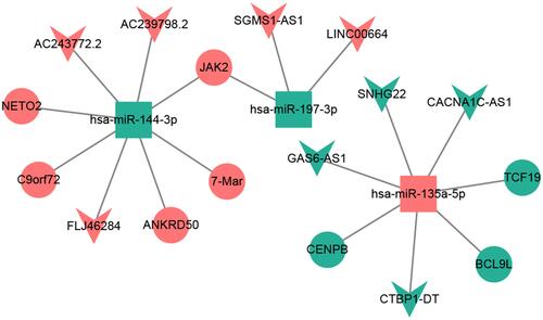 Figure 3 CeRNA (DElncRNA-DEmiRNA-DEmRNA) regulatory network. The inverted triangles, rectangles and ellipses indicate DElncRNAs, DEmiRNAs and DEmRNAs, respectively. Red and green color represents up-regulation and down-regulation, respectively.