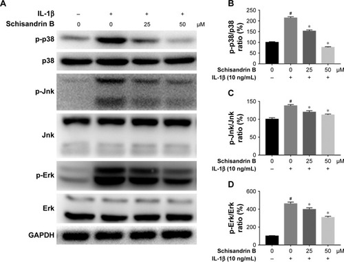 Figure 5 Effect of Schisandrin B on IL-1β-induced MAPK activation in chondrocytes.