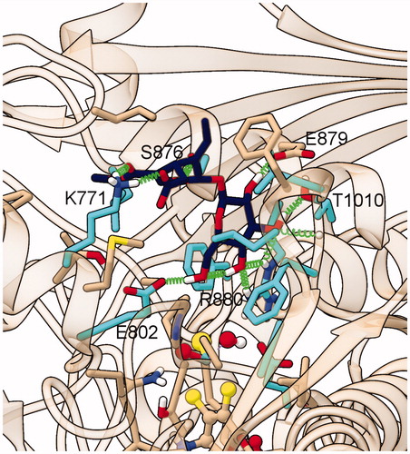 Figure 7. Representative structure of the ligand binding site of the final model of the XO complex with oleoside 11-methyl ester (Compound 3). The site of the representative frame from the last 5 ns of MD for the XO-Compound 3 complex II-2 is shown with the same representation and colors used in Figure 4, except for C atoms of Compound 3, in dark blue.