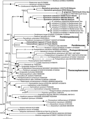 Fig. 40. Phylogeny of Bysmatrum inferred from concatenated SSU, partial LSU rDNA and ITS sequences using Bayesian inference . New sequences are indicated in bold. Branch lengths are drawn to scale, with the scale bar indicating the number of nucleotide substitutions per site. The long branches are reduced in size with their actual size indicated. Numbers on branches are statistical support values to clusters to the right of them (left: maximum likelihood bootstrap support values; right: Bayesian posterior probabilities). Black circles indicate maximal support (bootstrap = 100% in ML and pp = 1.00 in BI respectively).