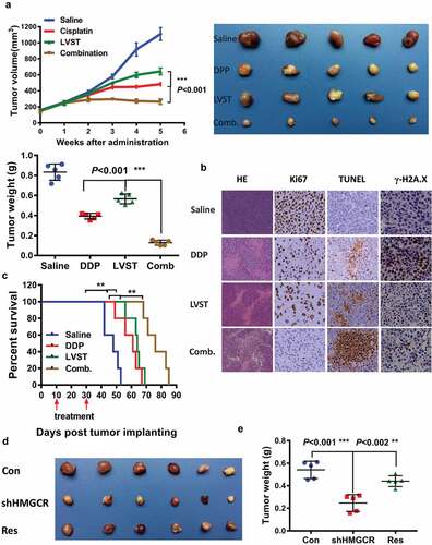 Figure 6. Inhibition of the cholesterol biosynthesis pathway promotes the therapeutic efficacy of cisplatin in nude mice. (a) Lovastatin synergistically suppresses the tumor growth in vivo. Left, the tumor growth curve of indicated group. Right, demonstration of tumor xenograft. Lower, illustration of tumor size in indicated group. (b) Lovastatin enhances tumor necrosis, cell apoptosis and attenuates H2A.X activation in the xenograft of indicated group. Ki-67, proliferation marker protein Ki-67. TUNEL, terminal deoxynucleotidyl transferase dUTP nick end labeling. (c) A combined therapy of lovastatin and cisplatin remarkably improves the survival times of mice. *, **, *** means p < 0.05, p < 0.01, and p < 0.001. (d) HMGCR silencing inhibits tumor proliferation, which can be partially rescued by restored expression of HMGCR. Res, rescued expression of HMGCR