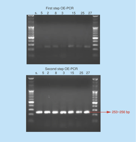 Figure 2.  Diagram of the two-step cycle overlap extension-polymerase chain reaction (A: first step; B: second step).1st PCR: For OE-PCR, 50–60mer oligomers were designed to have 19–23mer overlapping regions and make partial dimers (a). At the start of extension step of 1st PCR, DNA was synthesized by polymerase which has a 3′→5′ exonuclease activity (b). From the exonuclease activity, some oligomers were digested and replaced by synthesized DNA strand (c). Whole length of DNA was synthesized (d).OE-PCR: Overlap extension-polymerase chain reactions.